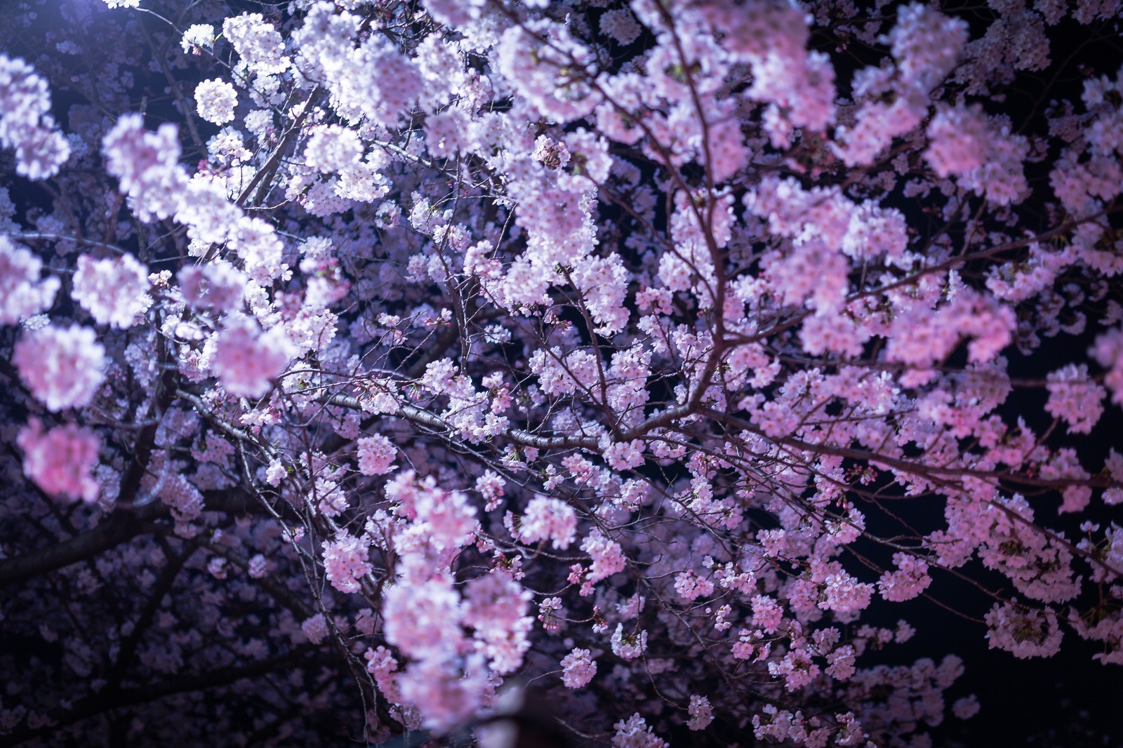 高田公園の桜 おすすめ駐車場と混雑情報や穴場アクセスについて