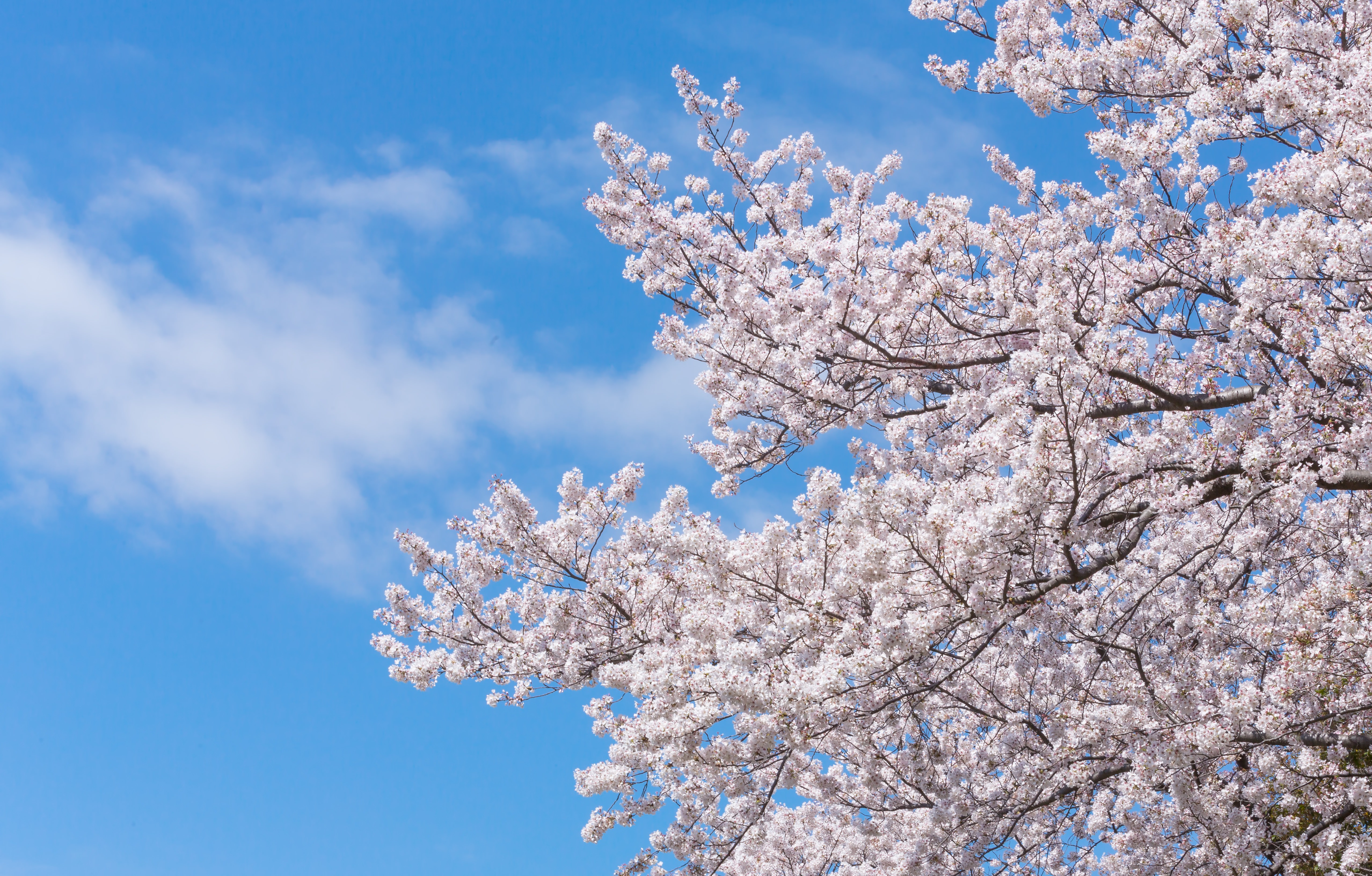 桜が満開になってから散るまでは何日 時期や散り初めの日数を解説